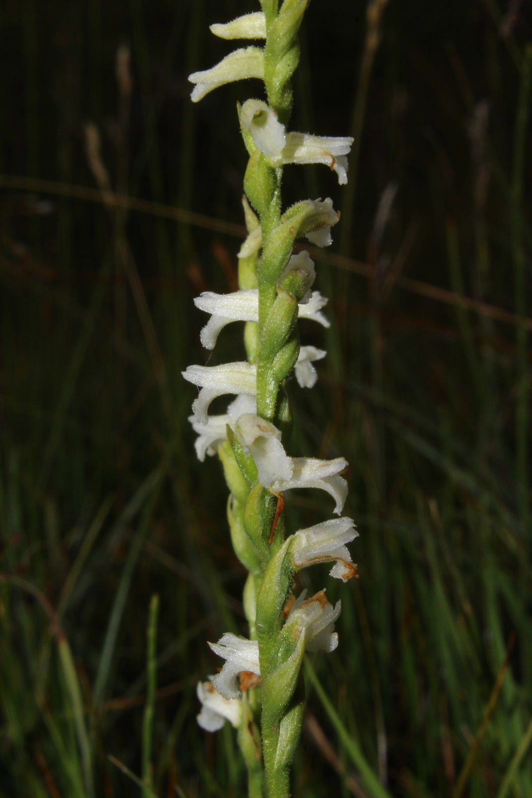 Orchidee-Saldi di fine stagione